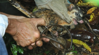 Loạn bẫy thú trong khu bảo tồn bán đảo Sơn Trà