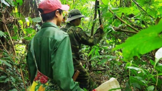 Ám ảnh độc dược rừng xanh