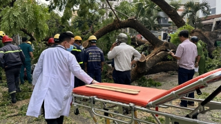 Cây xanh trong trường học bật gốc, đè bị thương nhiều phụ huynh