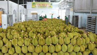 Ồ ạt trồng sầu riêng, hậu quả khó lường