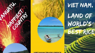 Kết nối xuất khẩu 10 container gạo ST25 Việt Nam sang Cộng hòa Vanuatu