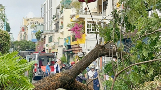 Nên có bảo hiểm trong đảm bảo an toàn cây xanh
