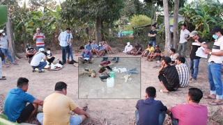 Công an Trà Vinh bắt 21 người tụ tập đá gà ăn thua bằng tiền