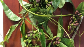 Cứu sống một phụ nữ nguy kịch do ăn lá ngón