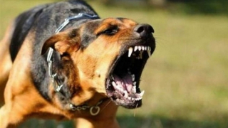 Bé gái 9 tuổi tử vong sau hơn 2 tháng bị chó dại cắn