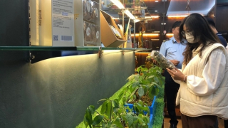 Nhận diện đúng sâm Ngọc Linh trên thị trường