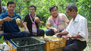 Nâng tầm vị thế Xoài Đồng Tháp