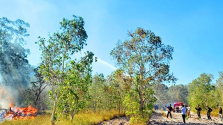 Các tỉnh, thành vùng Tây Nam Bộ chủ động phòng, chống cháy rừng