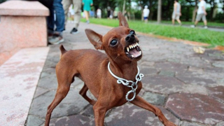 Bị chó nhà cắn, hơn 2 tháng sau tử vong vì bệnh dại