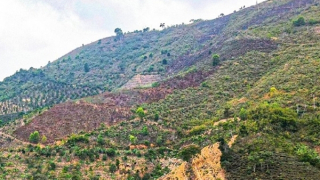 Lập hồ sơ khống để giao đất, rừng cho doanh nghiệp