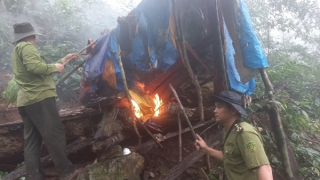 Xác định 8 đối tượng liên quan đến vụ chặt phá rừng ở Thừa Thiên-Huế