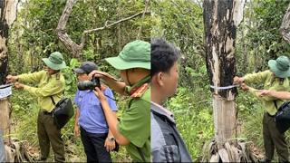 Điều tra, xử lý nghiêm các vụ phá rừng
