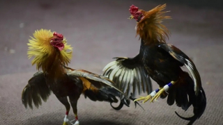 Cãi vã sau trận chọi gà, hai người bị bắn chết