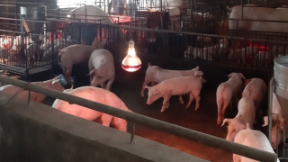 Giá gia súc nằm đáy, nhiều hộ chăn nuôi kiệt quệ