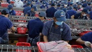 Gỡ khó cho xuất khẩu thủy sản