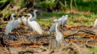Trà Sư - quảng bá du lịch trên nền tảng công nghệ số