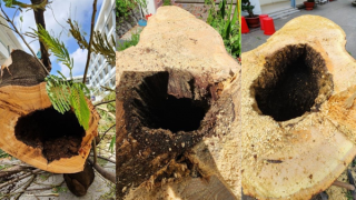 “Bác sĩ” chỉ định chặt bỏ những cây phượng ngoài vỏ xanh tươi, trong mục rỗng