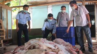 Ngăn chặn hơn 1,7 tấn thịt lợn bốc mùi chuẩn bị đưa vào các bếp ăn