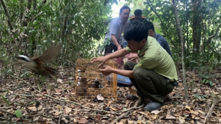 Thả hàng trăm cá thể động vật quý hiếm về rừng