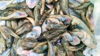 Cá chết kiểu tận diệt trên sông Nước Bươu