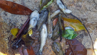 Điều tra vụ nghi dùng xyanua tận diệt cá ở Quảng Nam