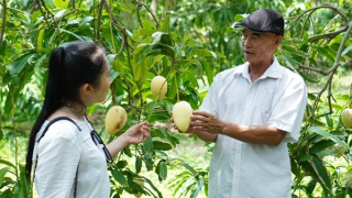Đồng Tháp thúc đẩy sản phẩm xoài ra thị trường