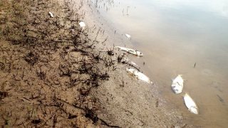 Bất an giữa “ma trận” xả thải