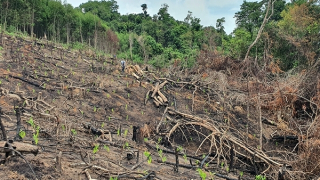 Xã tái nghèo, nhiều người dân không được hưởng lợi từ rừng, vì sao?