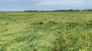 Giông lốc đánh chìm 9 thuyền nan của ngư dân, hàng ngàn ha lúa đổ rạp