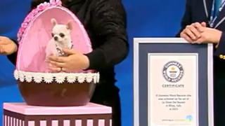 Chú chó có kích thước siêu nhỏ