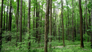 Phú Yên rà soát gần 1.800ha đất rừng để giao cho dân