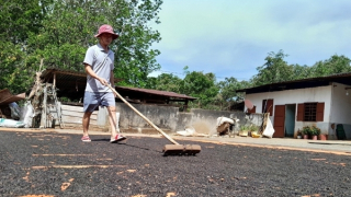 Giá tiêu tăng nhưng nông dân chưa bán