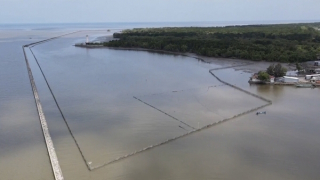 Cà Mau yêu cầu xử lý việc lấn chiếm rừng phòng hộ để nuôi sò huyết