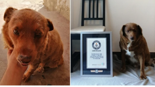 Chú chó già nhất thế giới đón sinh nhật tuổi 31