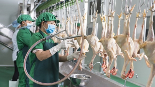 Đề nghị Chính phủ tháo gỡ khó khăn cho chăn nuôi gia cầm trước nguy cơ phá sản