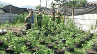 Trồng gần 1000 cây cần sa trong lán trại, lắp cả thiết bị sấy khô