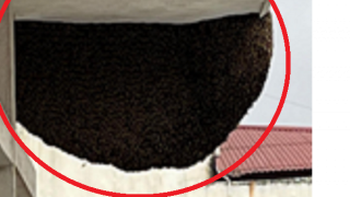 Gần nửa ngày giải tỏa tổ ong khủng trên tầng 9 chung cư