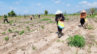 Cần đảm bảo quyền lợi cho người dân bị ủi đất, chặt phá cây trồng