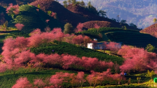 Nghĩ trong sương sớm Sa Pa