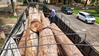 Xe đầu kéo vận chuyển 23 lóng gỗ trái phép ở khu vực biên giới