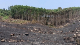 Lại thiệt mạng do ngạt khói khi đốt thực bì rẫy keo