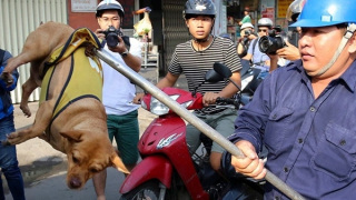 Chó dữ cắn chết người: Báo động đỏ về loài dị thú