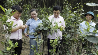 Xanh thắm một vùng quê Anh Sơn