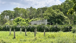 Người đàn ông tử vong bất thường ở căn nhà trong vườn thanh long