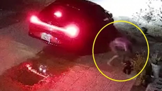 Xe ô tô lượn qua một vòng, hàng loạt nhà dân bị mất trộm chó