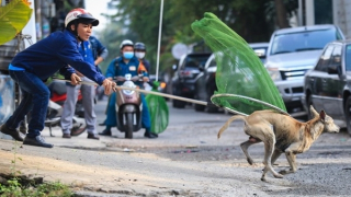 Hiểm họa rình rập từ việc nuôi chó thả rông
