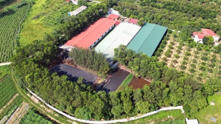 Người dân bức xúc vì trại lợn bốc mùi hôi thối nồng nặc