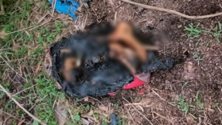 Vụ tứ chi trong túi xách bị cháy: Trao thưởng cho người cung cấp thông tin có giá trị