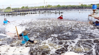 Nhiều thách thức với ngành thủy sản đồng bằng sông Cửu Long