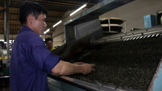 Cảnh báo tình trạng dùng hóa chất nhuộm chè xuất khẩu